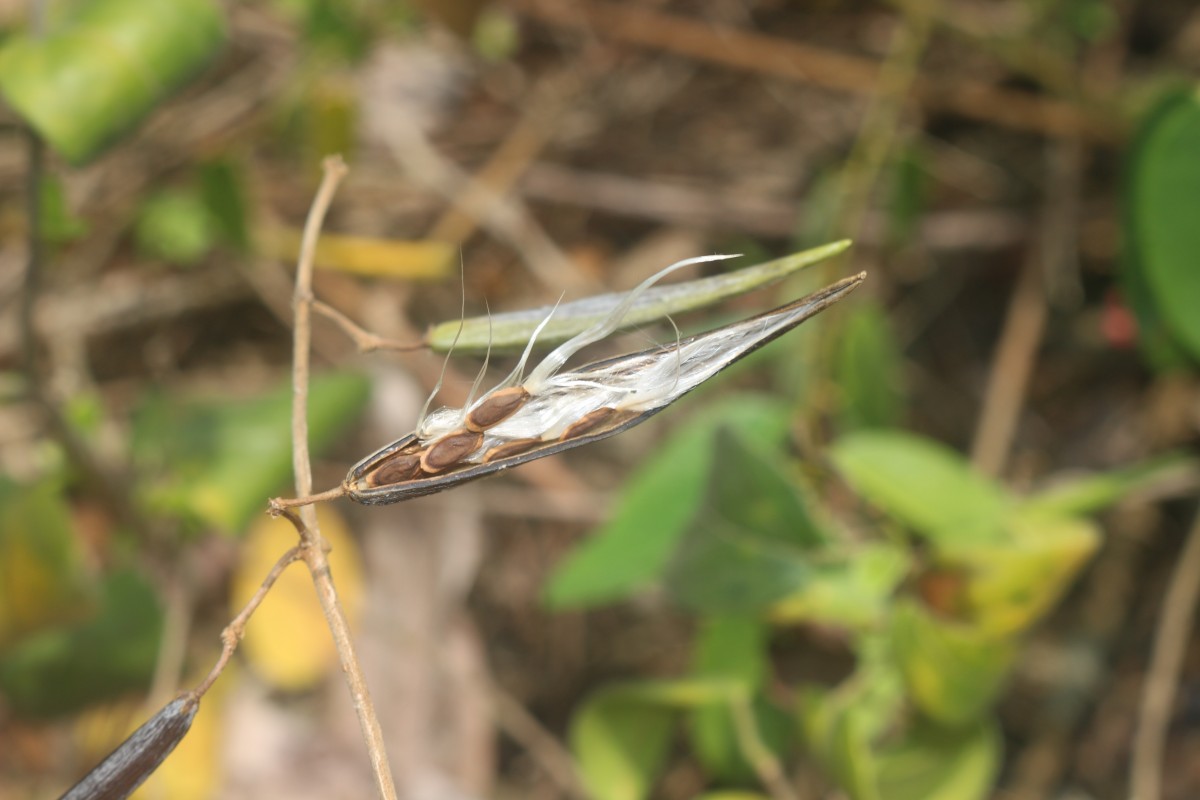 Gymnema sylvestre (Retz.) R.Br. ex Sm.